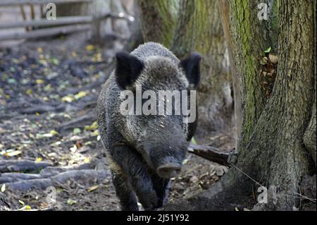 L'ibrido cinghiale-suino è la prima razza storica di maiali domestici.proviene dall'incrocio di una zoccolatura con un suino domestico - scrofa. Oggi la razza è rara Foto Stock