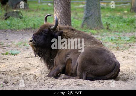 Il bisonte europeo bull Foto Stock