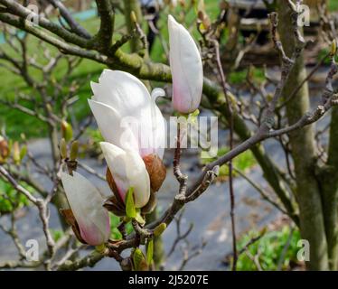 Magnolia soulangeana Alba Superba sboccia nella botanica in Polonia. Foto Stock