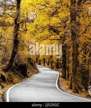 Una strada di campagna curvilinea che conduce attraverso una fitta foresta di colori autunnali Foto Stock