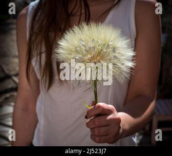 giovane donna che tiene un dente di leone gigante o salsify nel giardino sfondo .estate primavera . Foto Stock