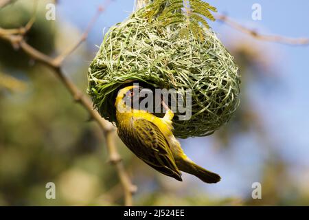 Maschio Southern Masked Weaver costruisce un nido, Kruger National Park, Sudafrica Foto Stock