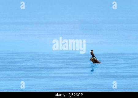 Foto semplicistica e minimale di acque blu calme con un uccello, Cormorano Neotropico, Nannopterum brasilianum, in lontananza. Foto Stock