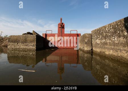 Campi di riso nella zona vercelese Foto Stock