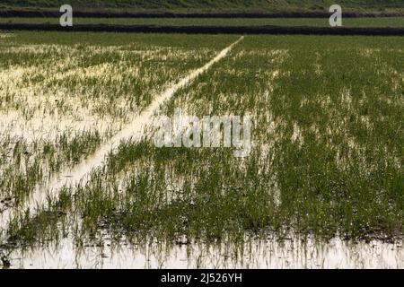 Campi di riso nella zona vercelese Foto Stock