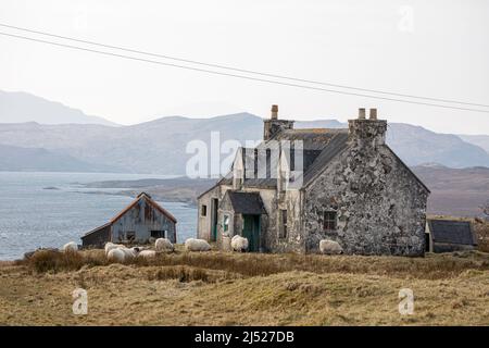 Casa abbandonata e non mantenuta ad Airidh a Bhruaich, Isola di Lewis, Scozia, ora lasciata alle pecore Foto Stock