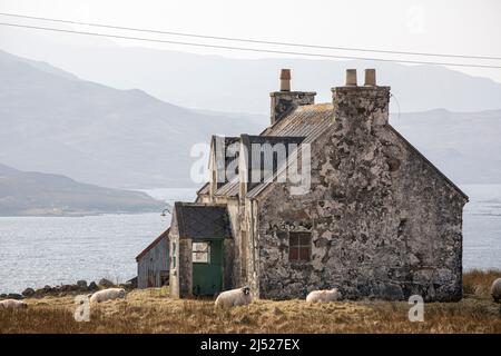 Casa abbandonata e non mantenuta ad Airidh a Bhruaich, Isola di Lewis, Scozia, ora lasciata alle pecore Foto Stock