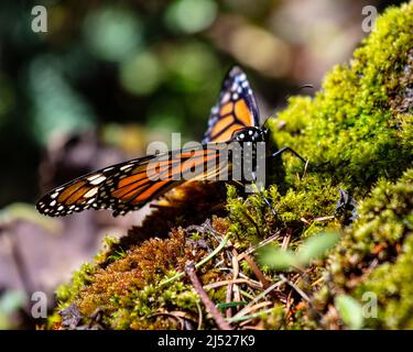 Monarch Butterfly Sanctuaries in Senguio, El Rosario, e Sierra Chincua - Michoacán, Messico Foto Stock