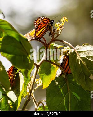 Monarch Butterfly Sanctuaries in Senguio, El Rosario, e Sierra Chincua - Michoacán, Messico Foto Stock