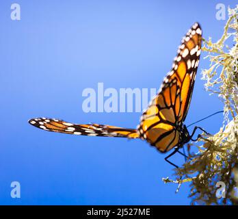 Monarch Butterfly Sanctuaries in Senguio, El Rosario, e Sierra Chincua - Michoacán, Messico Foto Stock