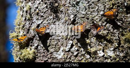 Monarch Butterfly Sanctuaries in Senguio, El Rosario, e Sierra Chincua - Michoacán, Messico Foto Stock