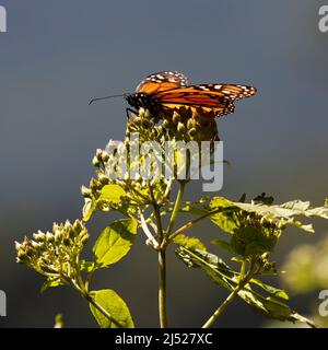 Monarch Butterfly Sanctuaries in Senguio, El Rosario, e Sierra Chincua - Michoacán, Messico Foto Stock