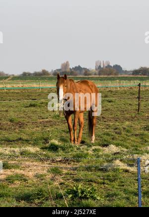 Cavallo in campo mangiare fieno Foto Stock