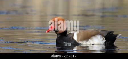 Piscina maschile pochard a crested rossa Foto Stock