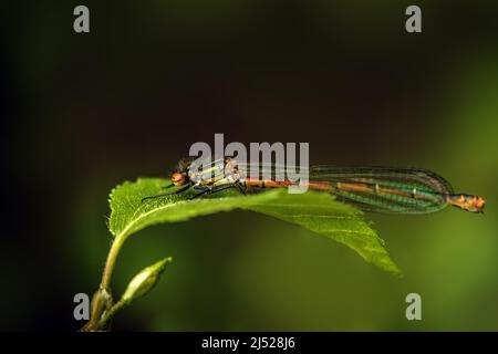 Pyrhosoma nymphula aka damselfly rosso grande a riposo, Regno Unito, aprile. Foto Stock