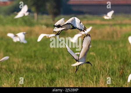 Campi di riso nella zona vercelese Foto Stock
