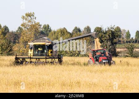 Campi di riso nella zona vercelese Foto Stock