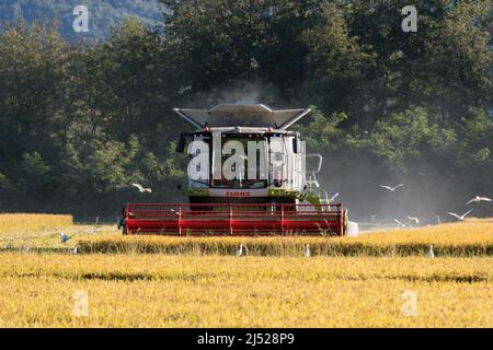 Campi di riso nel Vercelese Foto Stock