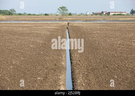 Campi di riso nella zona vercelese Foto Stock