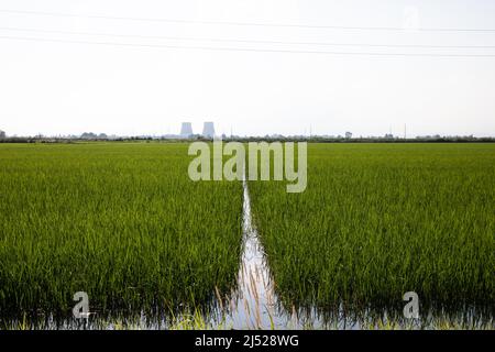 Campi di riso nella zona vercelese Foto Stock