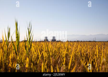 Campi di riso nella zona vercelese Foto Stock