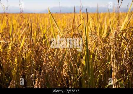 Campi di riso nella zona vercelese Foto Stock