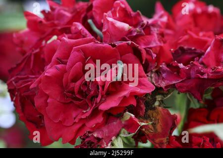 I pilastri che attaccano le specie ornamentali di rose da giardino. Ora legale Foto Stock