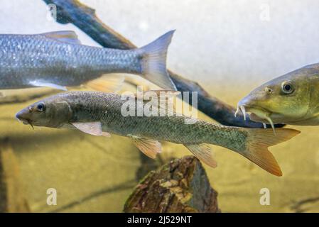 Il barbo comune, Barbus barbus, è una specie di pesce d'acqua dolce appartenente alla famiglia Cyprinidae. Foto Stock