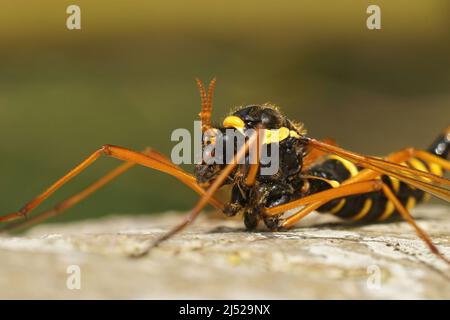 Primo piano frontale sulla testa di una gru piuttosto grande e colorata mosca, Ctenophora flaveolata, seduto su un tronco d'albero, mimando una vespa Foto Stock