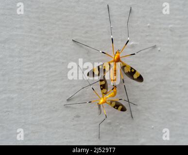 Un primo piano di gru gialla vola in accoppiamento su una parete bianca. Foto Stock