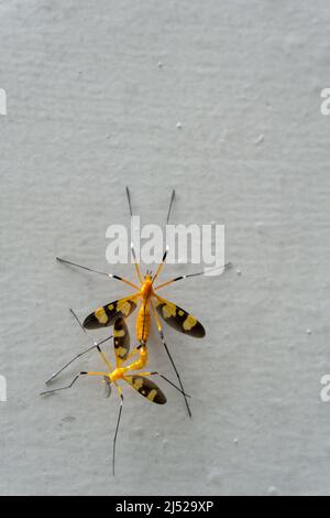 Un primo piano di gru gialla vola in accoppiamento su una parete bianca. Foto Stock