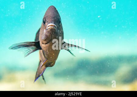 La damigella delle Canarie (Similiparma lurida o Abudefduf luridus) è una specie di pesce marino della famiglia Pomacentridae. Foto Stock