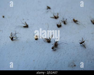 Un primo colpo di zanzare morte giacenti su una superficie bianca. Foto Stock