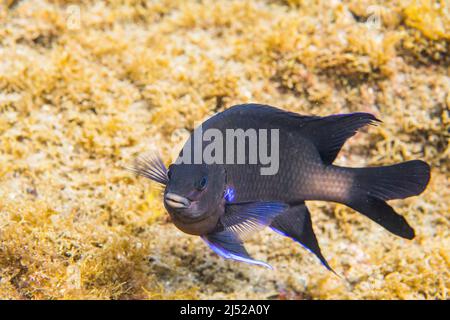 La damigella delle Canarie (Similiparma lurida o Abudefduf luridus) è una specie di pesce marino della famiglia Pomacentridae. Foto Stock