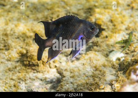 La damigella delle Canarie (Similiparma lurida o Abudefduf luridus) è una specie di pesce marino della famiglia Pomacentridae. Foto Stock