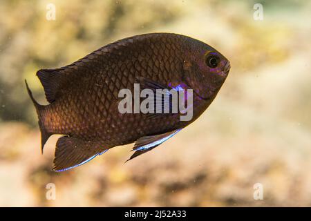 La damigella delle Canarie (Similiparma lurida o Abudefduf luridus) è una specie di pesce marino della famiglia Pomacentridae. Foto Stock