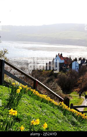 Narcisi a Robin Hood's Bay, Yorkshire Foto Stock