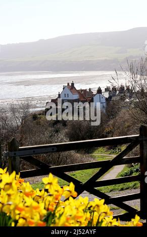 Narcisi a Robin Hood's Bay, Yorkshire Foto Stock