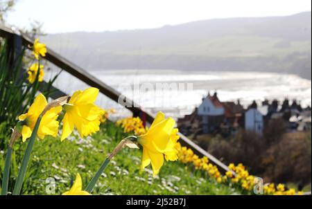 Narcisi a Robin Hood's Bay, Yorkshire Foto Stock