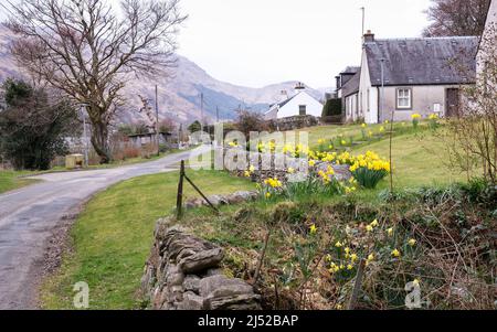 Una corsia di campagna che attraversa Cairndow negli altopiani scozzesi con naffodils che annunciano l'arrivo della primavera. Foto Stock