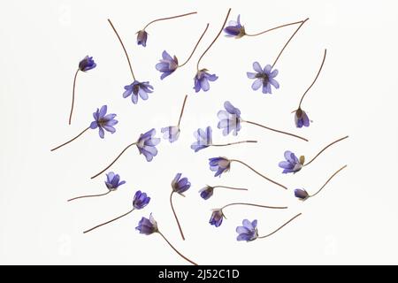 Fiori di foglia di Liverleaf, hepatica nobilis, isolato su sfondo bianco. Foto Stock