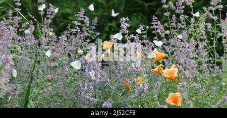 Catmint Nepeta sei colline fiori giganti in un giardino, un sacco di farfalle bianche su fiori Foto Stock