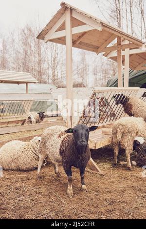 Un gregge di pecore sporche in un canale di fieno in un allevamento di bestiame in una nuvolosa giornata di primavera. Foto Stock