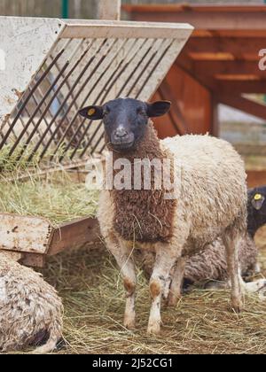 Un gregge di pecore sporche in un canale di fieno in un allevamento di bestiame in una nuvolosa giornata di primavera. Foto Stock