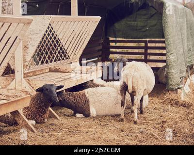 Un gregge di pecore sporche in un canale di fieno in un allevamento di bestiame in una nuvolosa giornata di primavera. Foto Stock