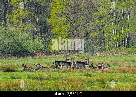 Daini (Dama dama) Grande mandria di fa con vitelli che riposano in campo al bordo della foresta larga in primavera Foto Stock