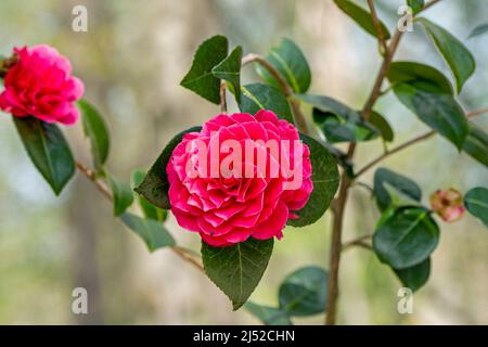 Fiori rossi di Camellia japonica souvenir de Hubert Thoby fioritura in giardino in primavera Foto Stock