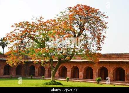 Inizio estate fiorisce presso la sede del Taj Mahal Foto Stock