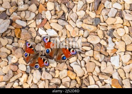 Vista dorsale di una coppia di farfalle di pavone, Aglais io, poggiate su ghiaia. Foto Stock