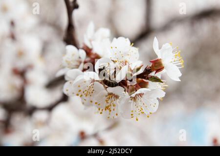 L'albero della frutta di albicocca fiorisce con i fiori bianchi in primavera e le api impollinano e raccolgono il polline dai fiori Foto Stock